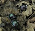 Trypocopris vernalis (cfr.)